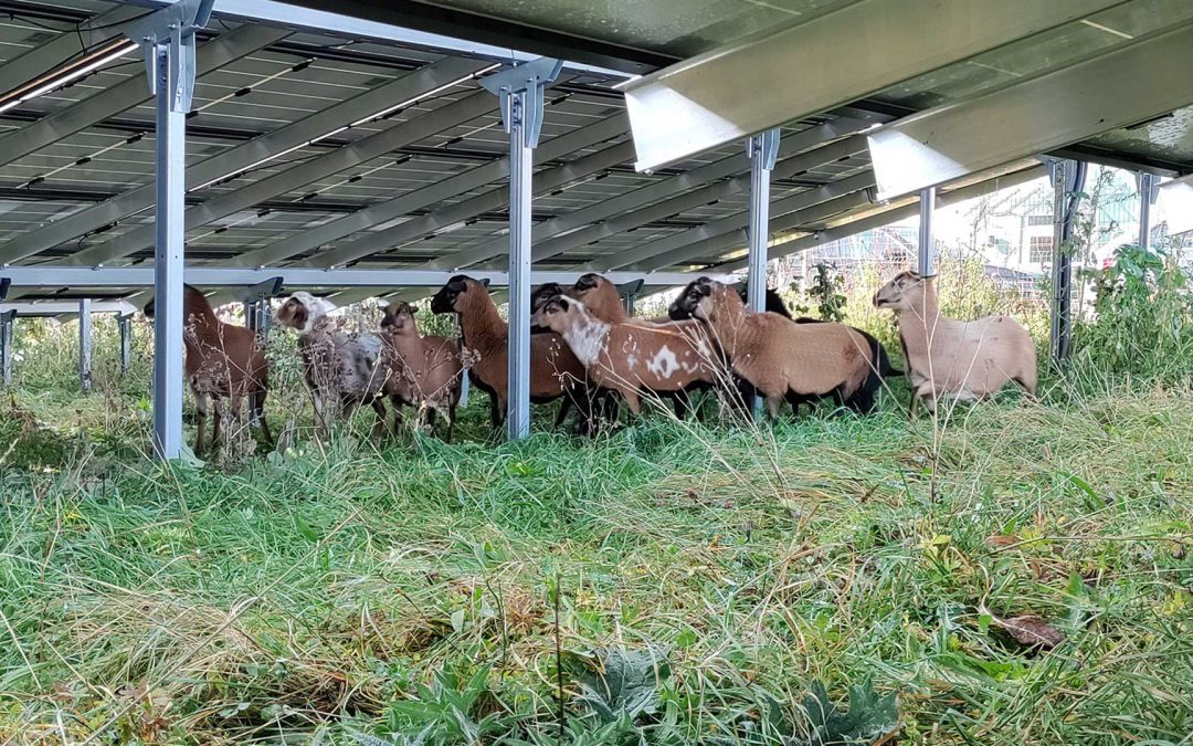 Our new tenants in the solar park