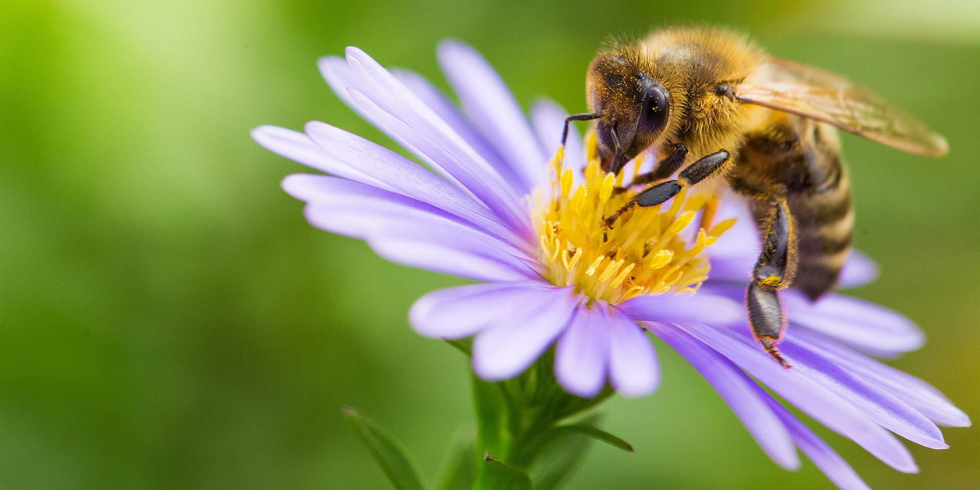 Bienen, Blume