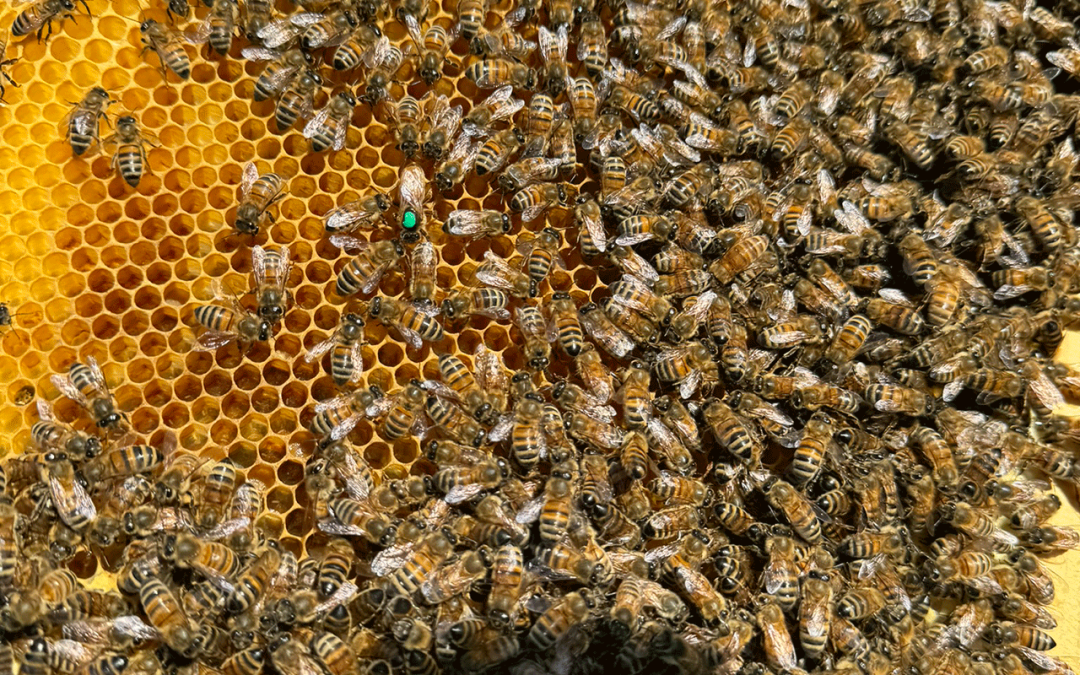 Wildbienen in Deutschland – Vielfalt schützen, Zukunft sichern